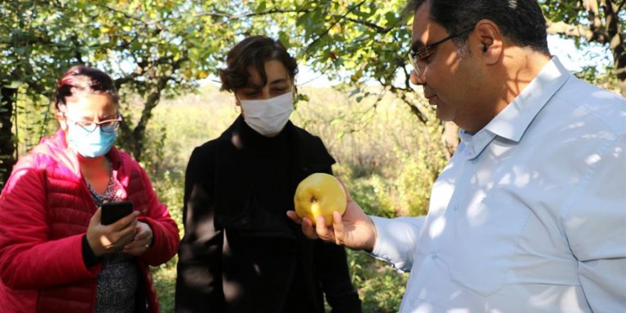 GTÜ’de yapılan uygulama ile yaşlı ağaçlar gençleşti