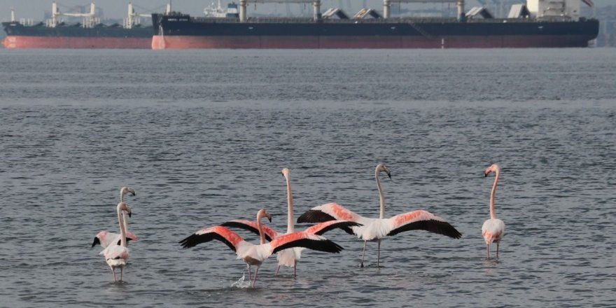 “Flamingolar İzmit Körfezi’nin çocuğu oldu”