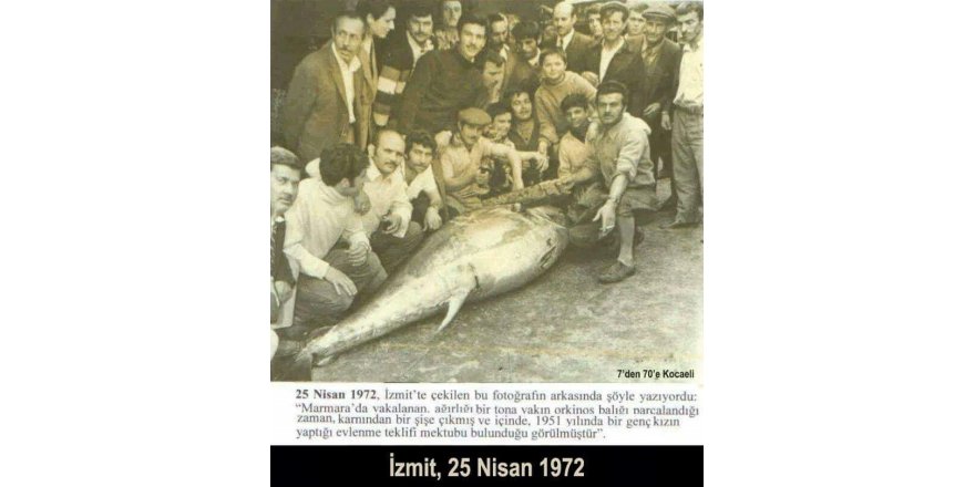 Körfezde 50 yıl sonra orkinos heyecanı