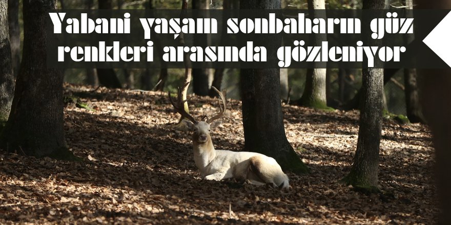 Yabani yaşam sonbaharın güz renkleri arasında gözleniyor