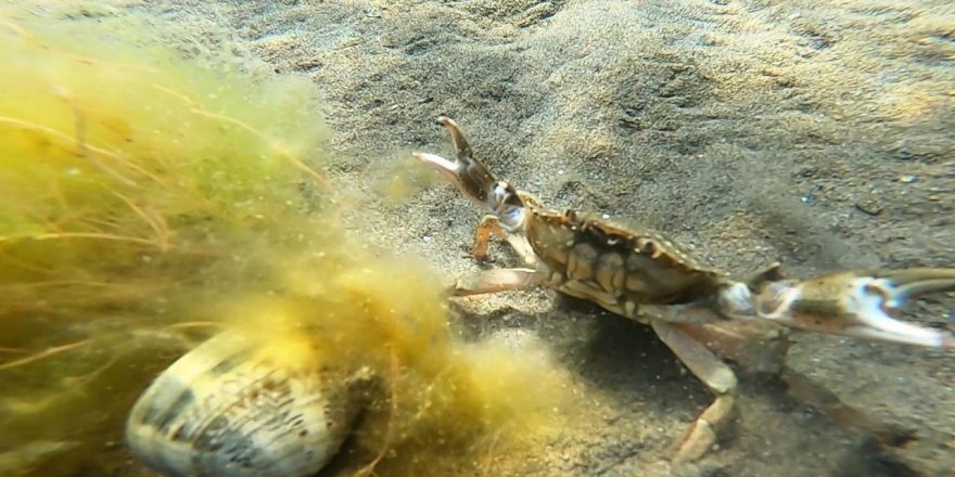 İzmit Körfezi'nde canlılık artıyor