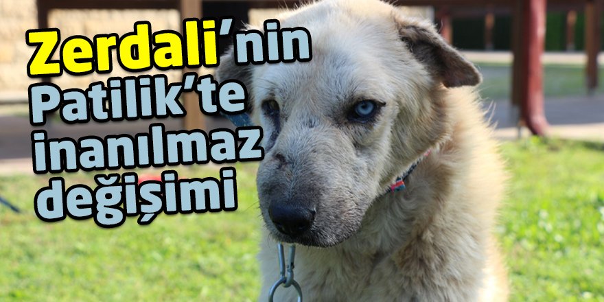 Zerdali’nin Patilik’te inanılmaz değişimi