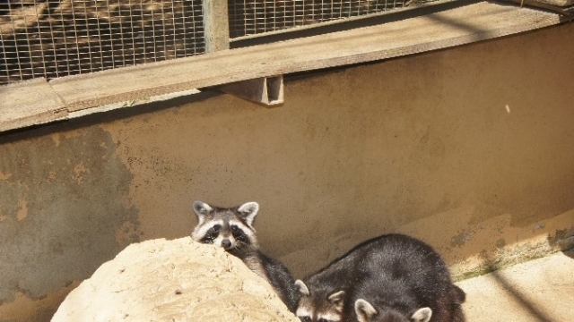 Darıca Hayvanat Bahçesi’ndeki rakunlarda nüfus patlaması