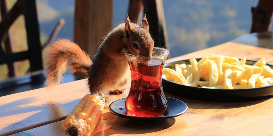 Ormanda buldukları sincap aileden biri oldu