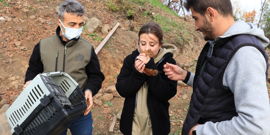 Çiftin baktığı sevimli sincap doğal ortamına bırakılacak