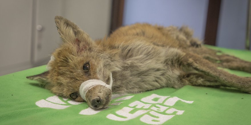 Kazazede tilkiye ilk müdahale Ormanya’da