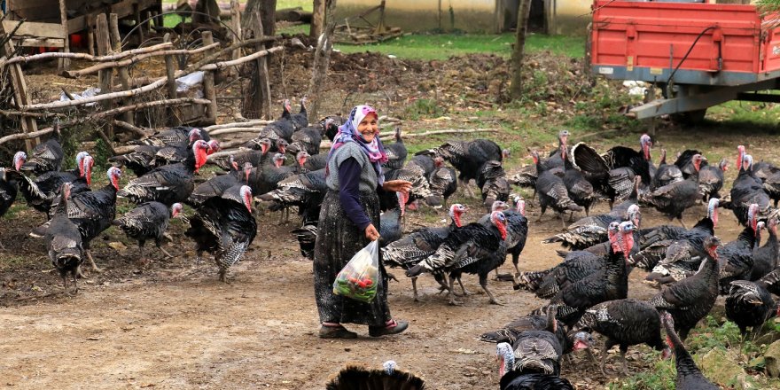 Kandıralı hindi üreticisinin yılbaşı mesaisi erken başladı