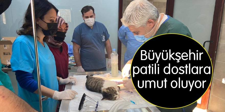 Büyükşehir patili dostlara umut oluyor