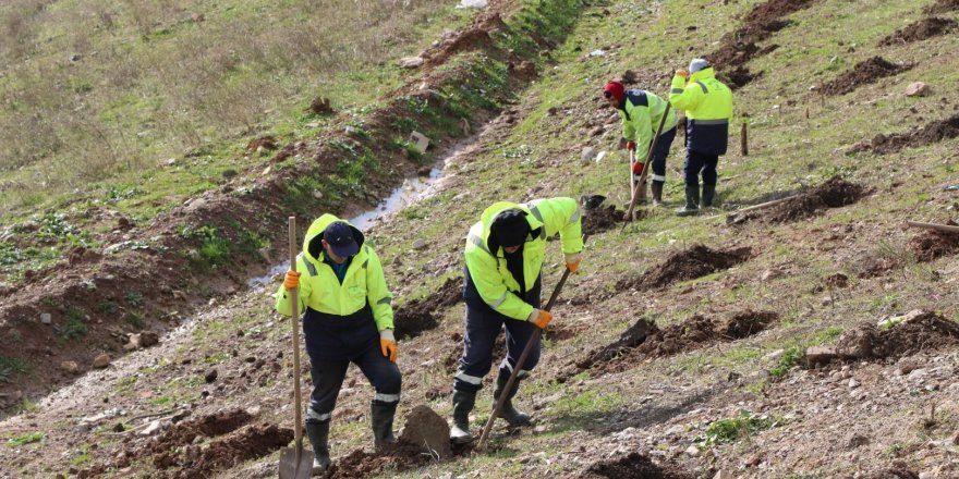 İlimtepe dolgu alanı ağaçlandırılıyor