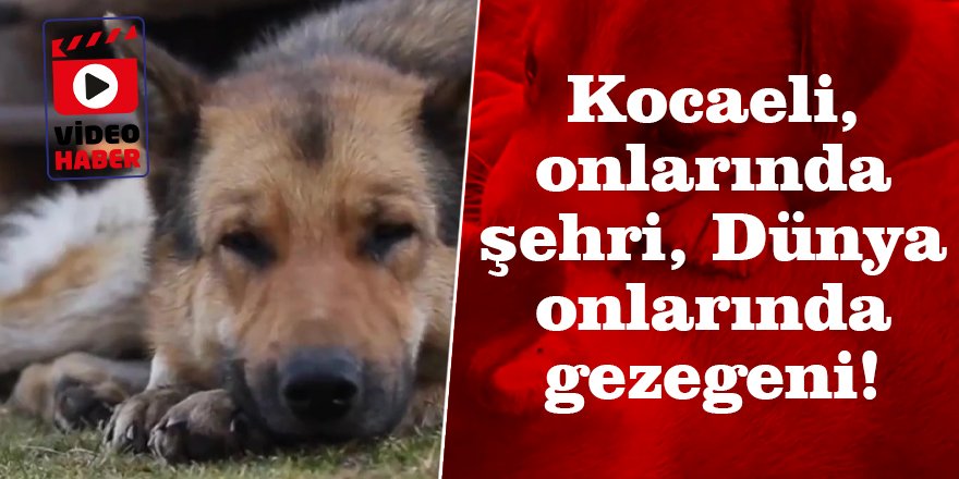 Kocaeli, onlarında şehri, Dünya onlarında gezegeni!