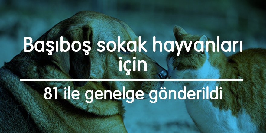Başıboş sokak hayvanları için 81 ile genelge gönderildi