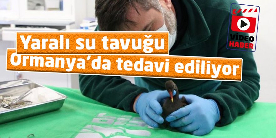 Yaralı su tavuğu Ormanya’da tedavi ediliyor