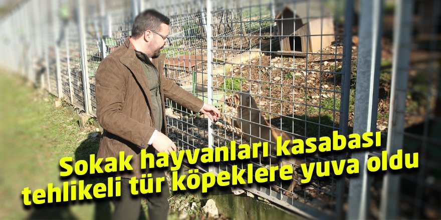 Sokak hayvanları kasabası tehlikeli tür köpeklere yuva oldu