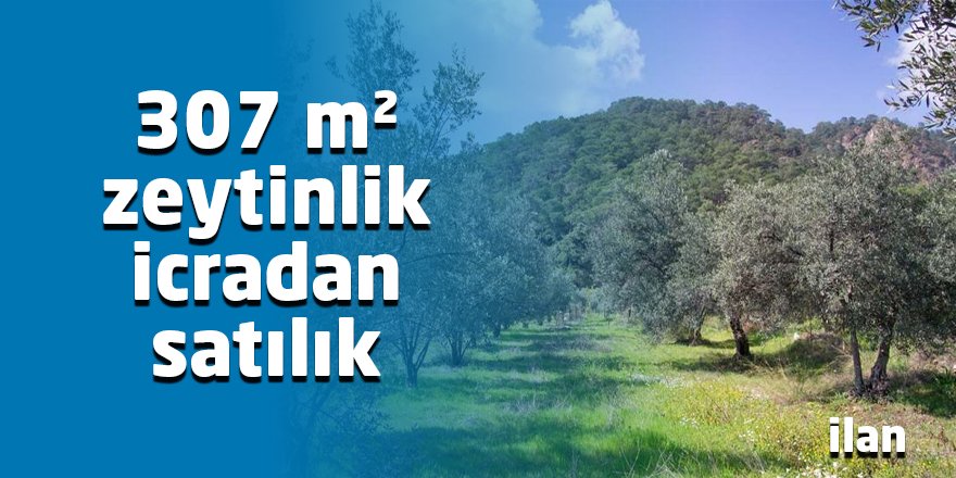 307 m² zeytinlik icradan satılık
