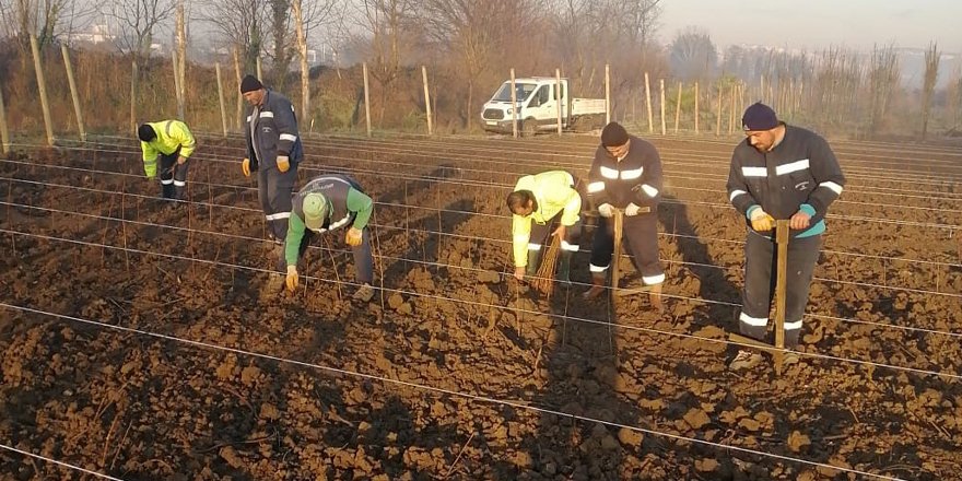 10 bin çınar fidan toprak ile buluştu