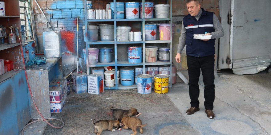 “Kapınızı sokak hayvanlarına açın, temizliği biz yapalım”