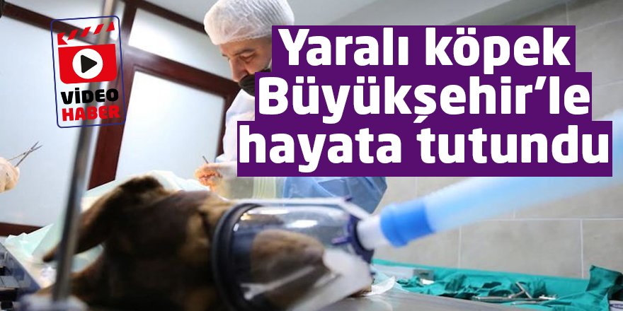 Yaralı köpek Büyükşehir’le hayata tutundu