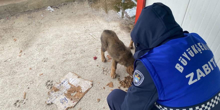 Büyükşehir patili dostlarımızı da unutmadı