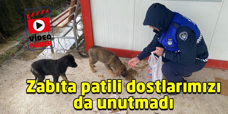 Zabıta patili dostlarımızı da unutmadı