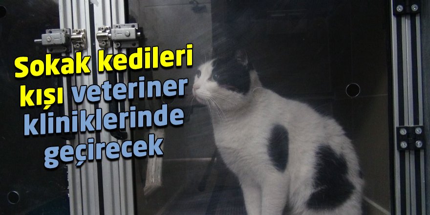 Sokak kedileri kışı veteriner kliniklerinde geçirecek