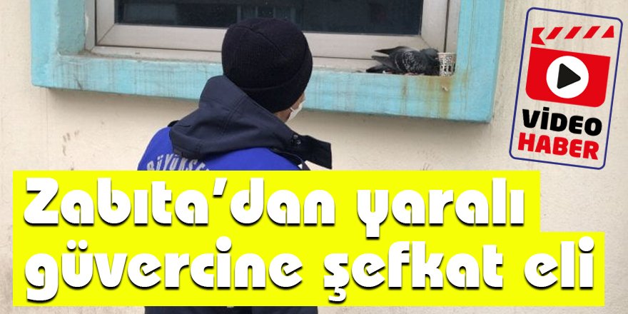 Zabıta’dan yaralı güvercine şefkat eli