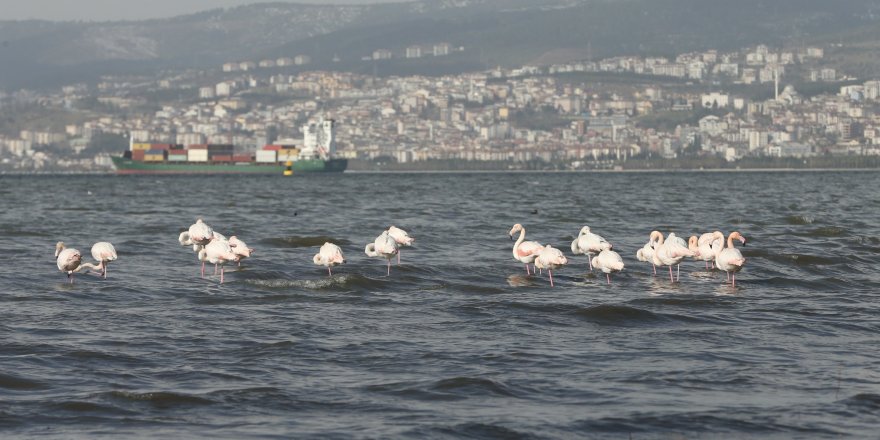 Kuş gözlemcilerinin gözde rotası: İzmit Körfezi Sulak Alanı