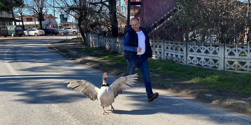 Kazı "Cango"yu yanından ayırmıyor