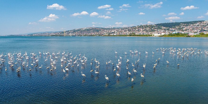 Flamingolar körfeze renk katıyor