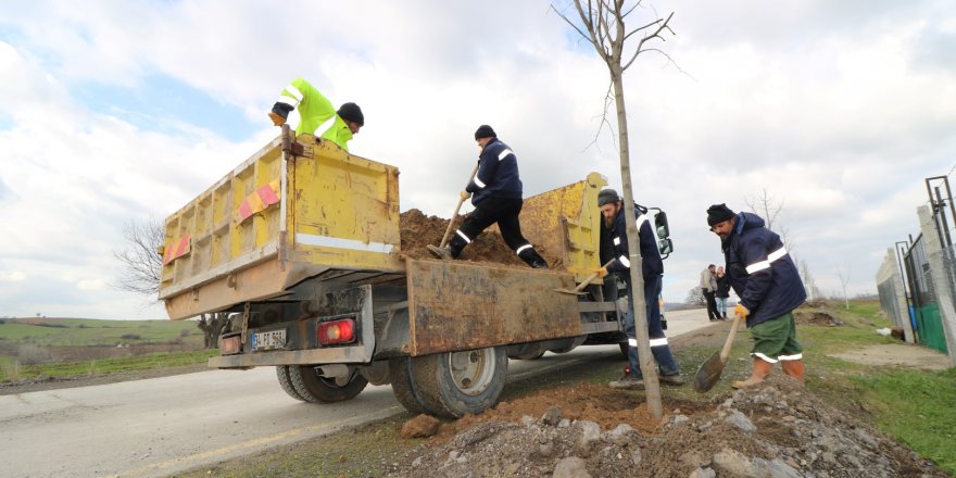 Büyükşehir ağaçlandırmaya devam ediyor