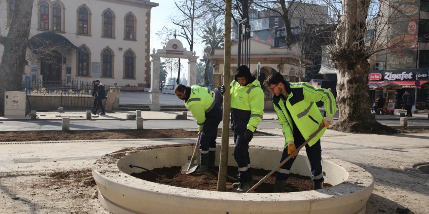 Asırlık çınarlara yenileri ekleniyor