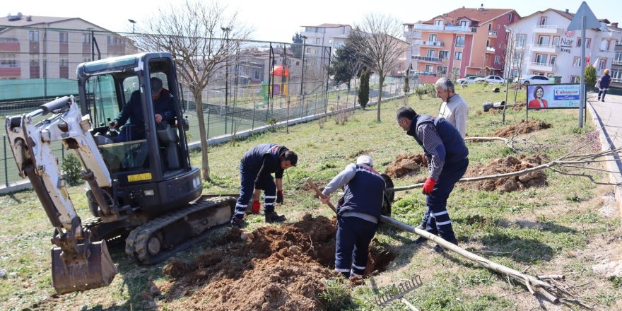 Ahmet Akay Spor Tesisleri’ne ıhlamur ağaçları dikildi