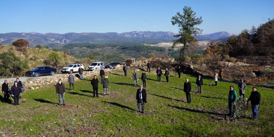 İzmit Belediyesi zeytinliklere sahip çıkıyor