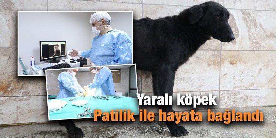 Yaralı köpek Patilik ile hayata bağlandı