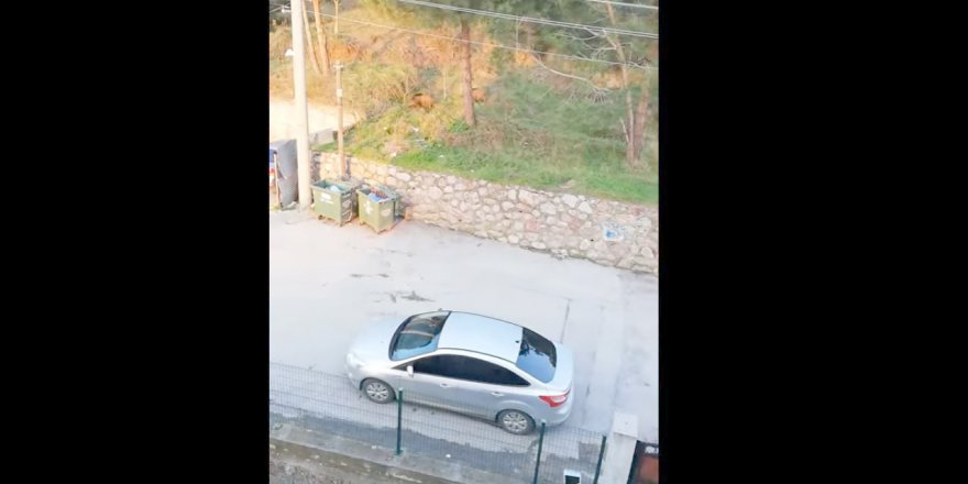 Domuzlar şehre indi!