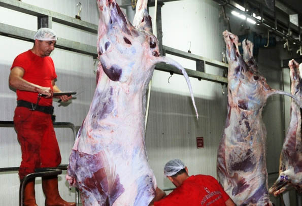 Büyükşehir kurbanları 180 TL karşılığında kesecek