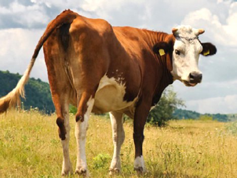 Kocaeli’de kaç sığır var biliyor musunuz?