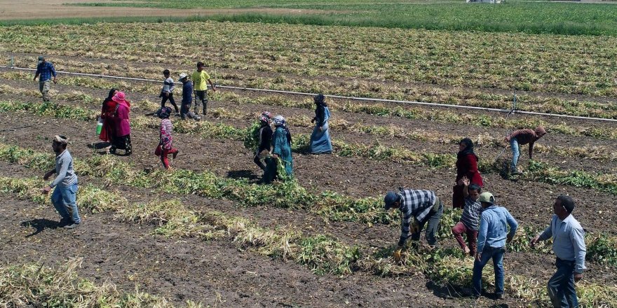 Kocaeli’deki tarlalarda en çok domates üretildi