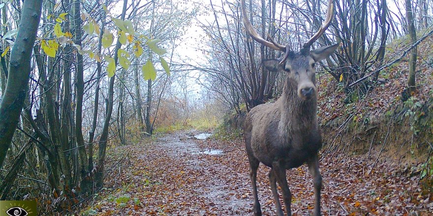 Ormanya’nın yaban hayatı fotoğraflara yansıdı