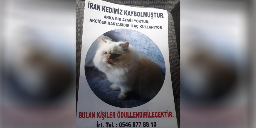 Mia’yı bulana ödül verilecek