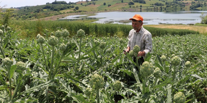 Kandıra'da ilk kez ekilen enginar üreticisini sevindirdi