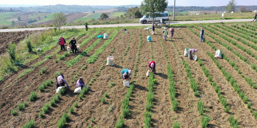 Organik tarıma geçiş süreci başlatıldı