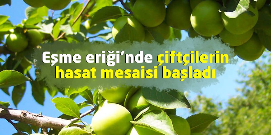 Eşme eriği’nde çiftçilerin hasat mesaisi başladı