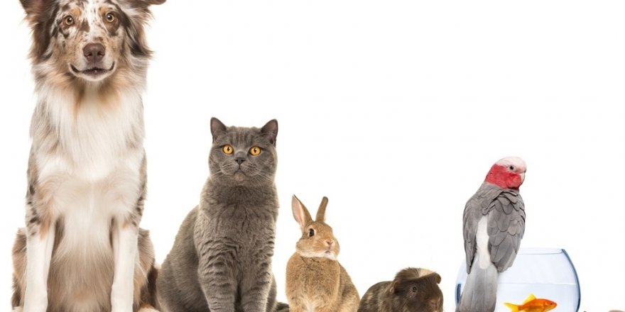 Petshoplarda evcil hayvan satışı yasaklandı