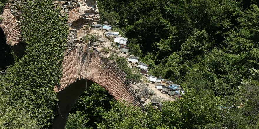 Arı kovanları konulmasına inceleme başlatıldı