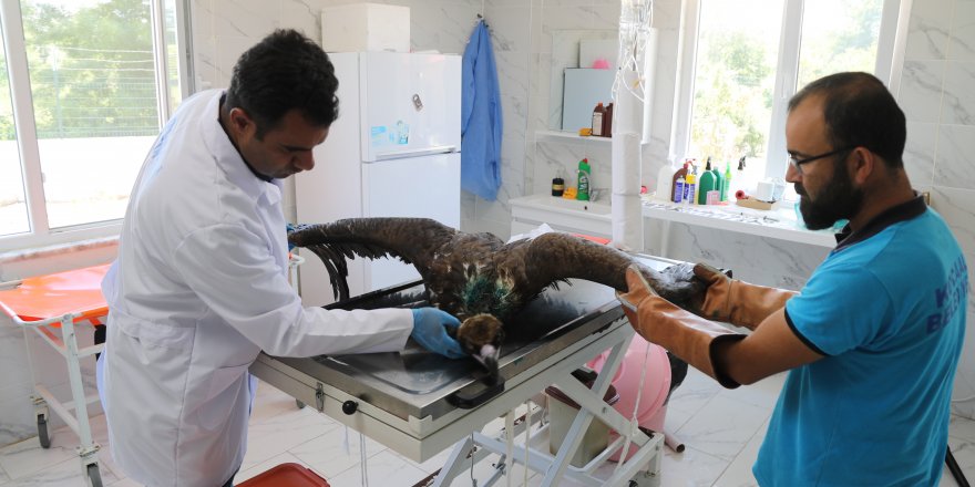 Yaralanan kara akbaba Ormanya’ya getirildi