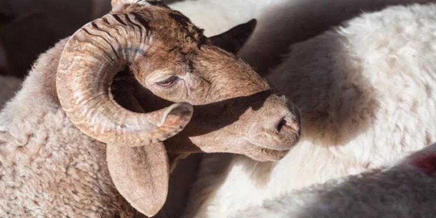 Et ve Süt Kurumu, üreticilerin kurbanlıklarını satın alacak