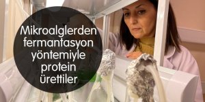 Mikroalglerden fermantasyon yöntemiyle protein ürettiler