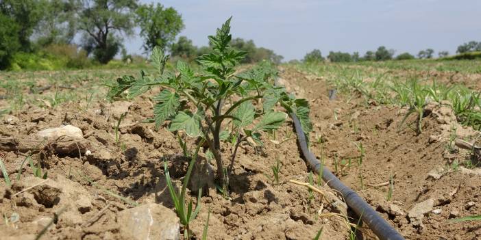 Meşhur Çanakkale domates fideleri toprakla buluştu